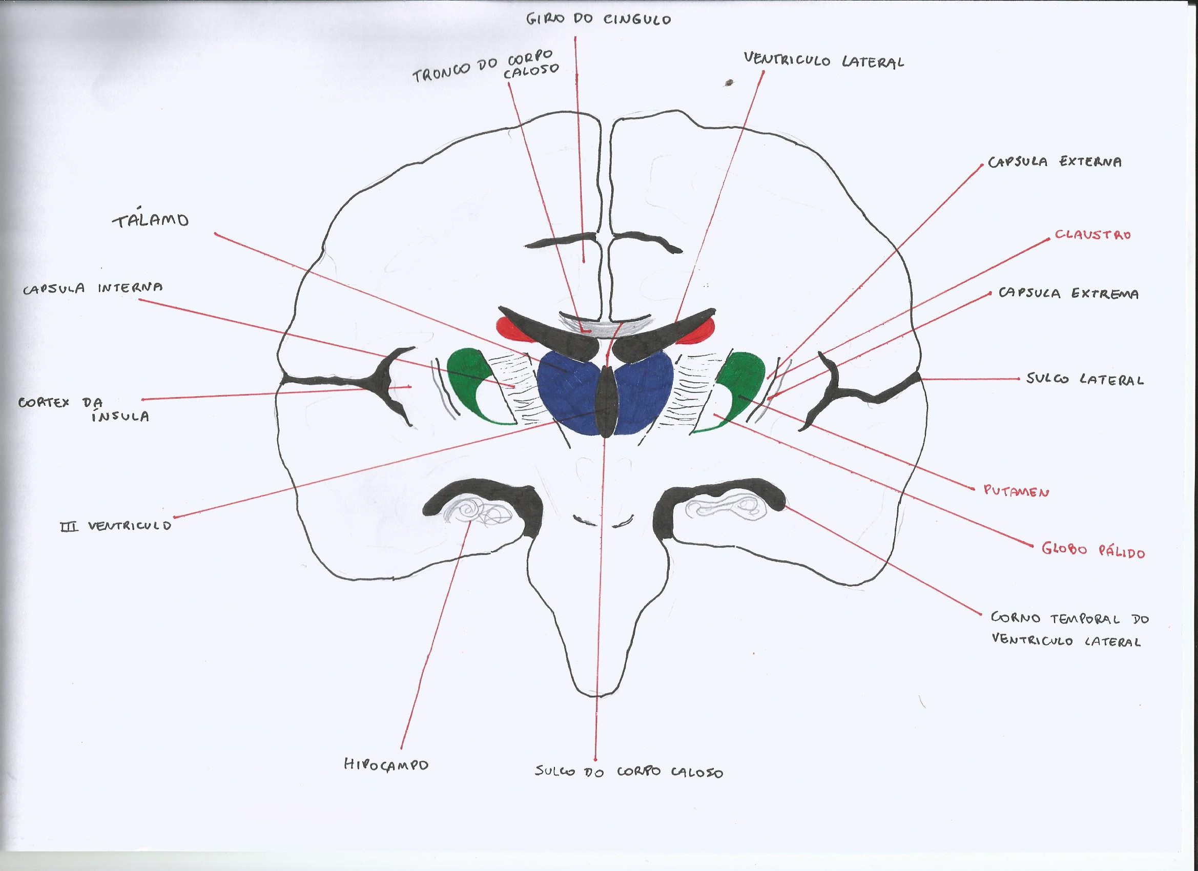 Estudo Neuroanatomia - Neuroanatomia E Neurofisiologia