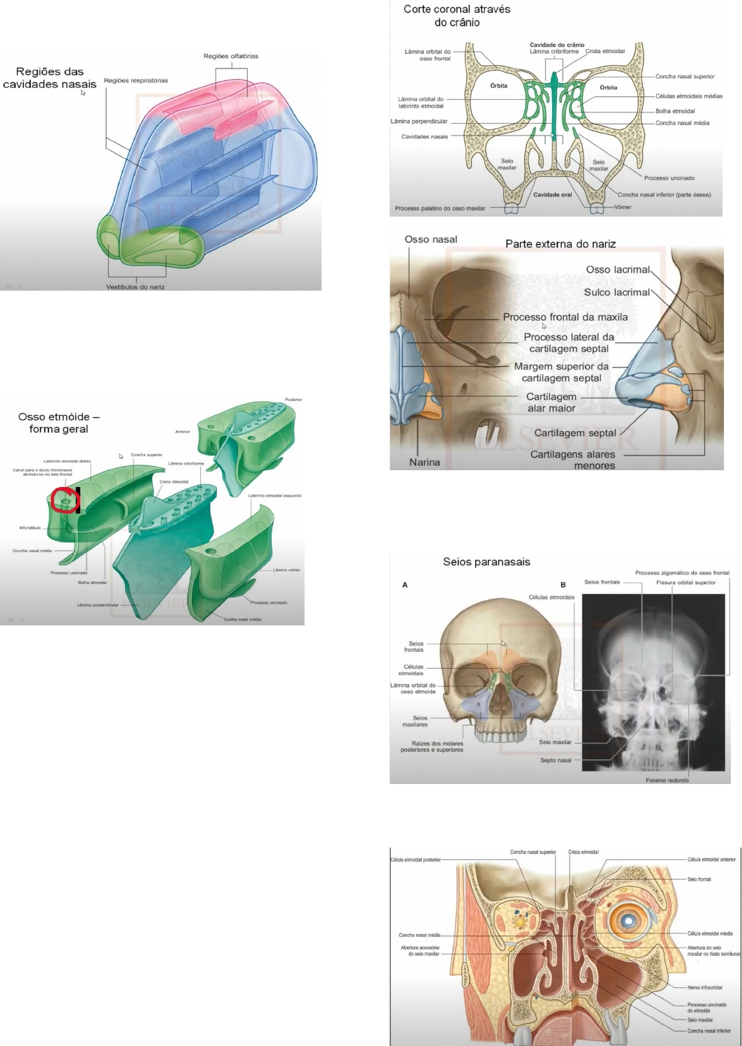 anatomia das conchas nasais