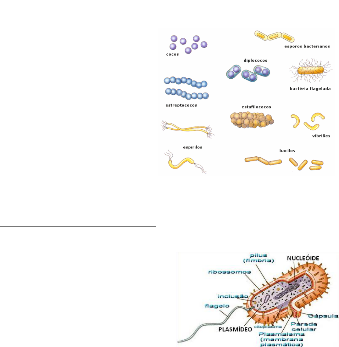 Grátis: Célula Bacteriana - Material Claro e Objetivo em PDF para Estudo  Rápido