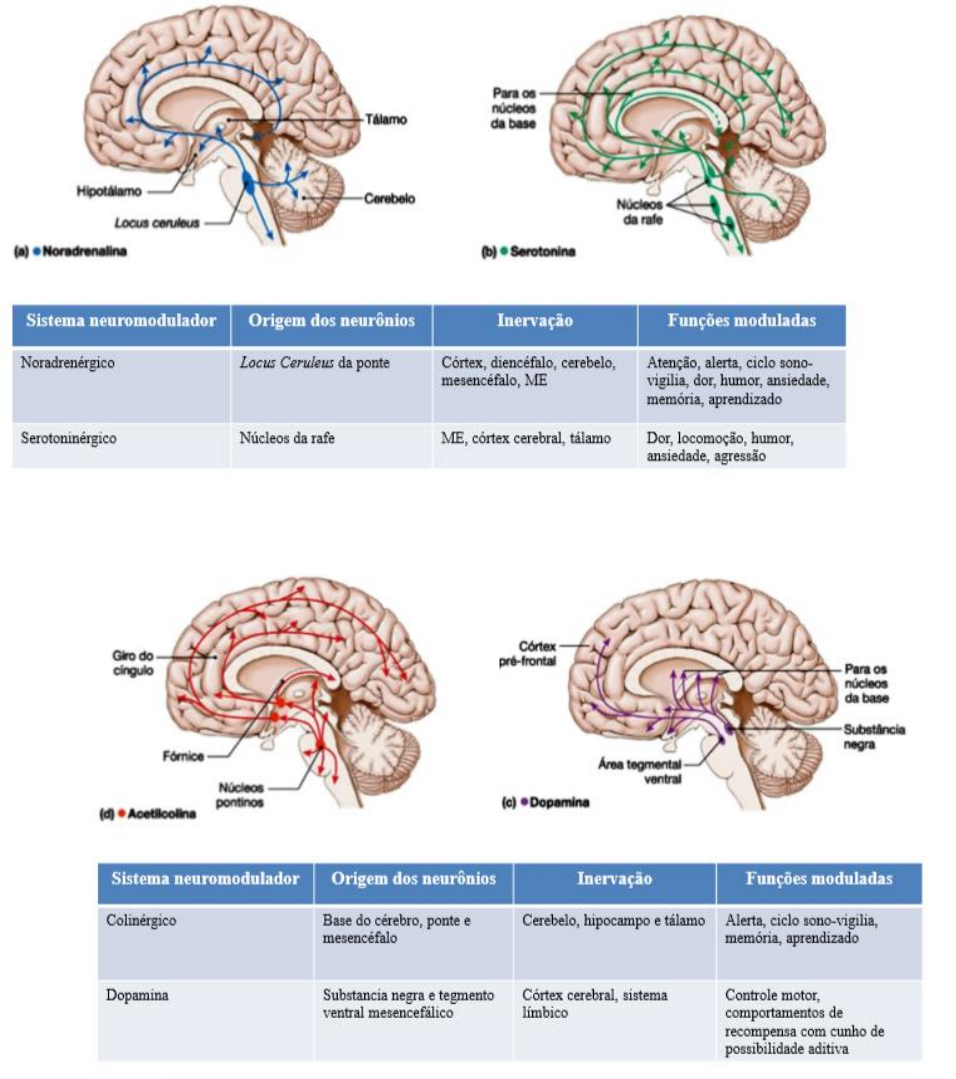 Formação reticular - Neuroanatomia e Neurofisiologia👴 Conheça as ...