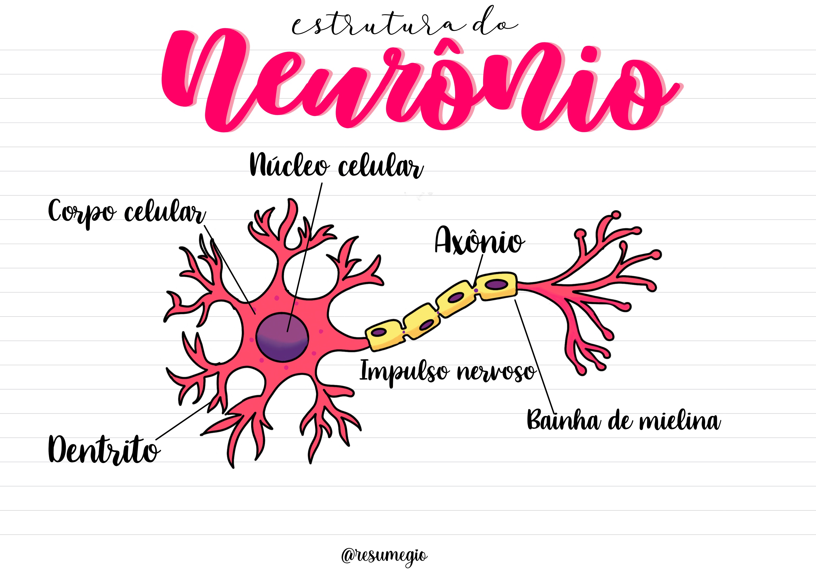 Estrutura Do NeurÔnio Biologia 6367