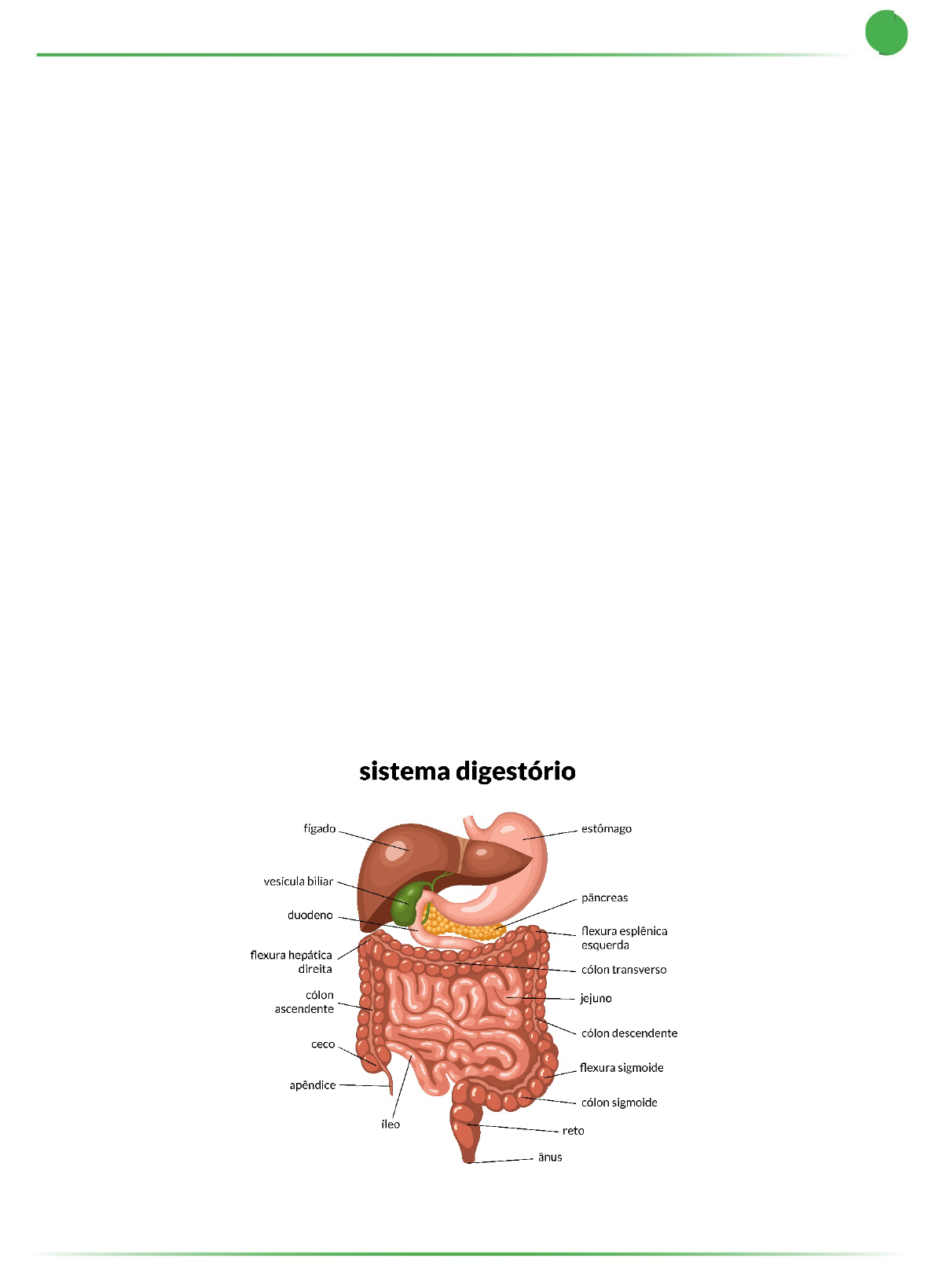 Grátis: Fisiologia do Sistema Digestório - Material Claro e Objetivo em PDF  para Estudo Rápido, image size:1190x1639