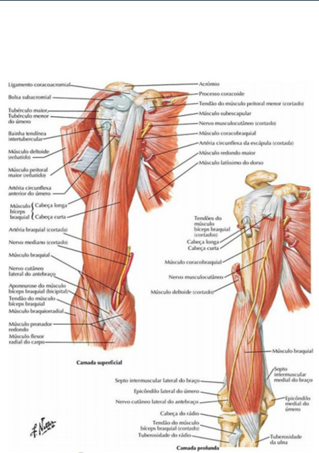 Olha que mnemônico legal que o @fala.anato fez!! Uma ótima dica para  memorizar as estruturas anatômicas! Fora isso, continua lendo pra saber  ótimas dicas sobre lateralidade!! . . Repost @fala.anato Fala, anato!, image size:1022x1452
