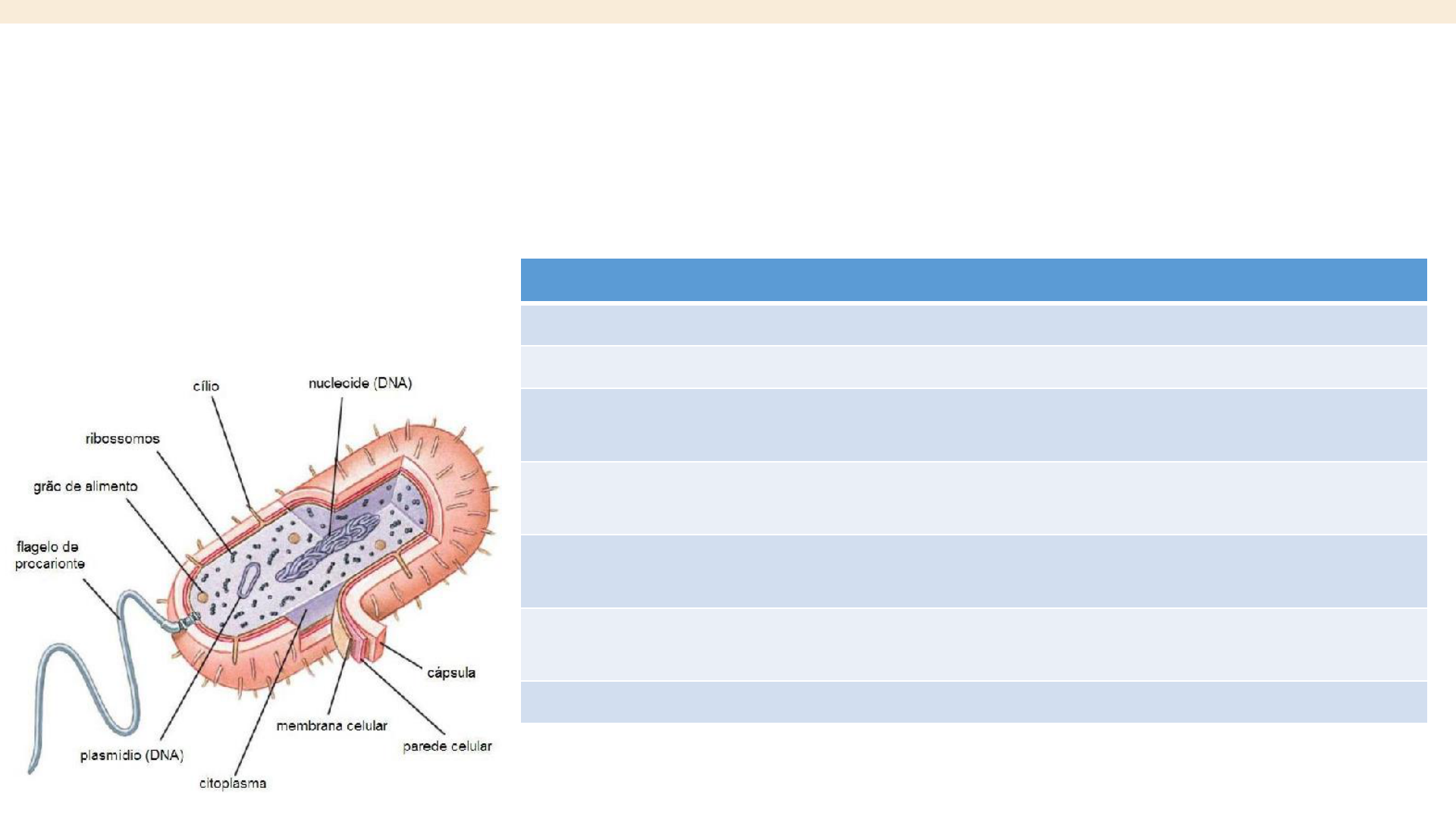 Aula 2 - Morfologia E Citologia Bacteriana - Microbiologia